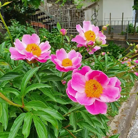 Casa Gaia Sorrento Bio Vacanze *